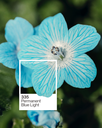 Artist Acrylic Colours 500 ML-Permanent Blue Lightht