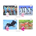 Amazing Birds
