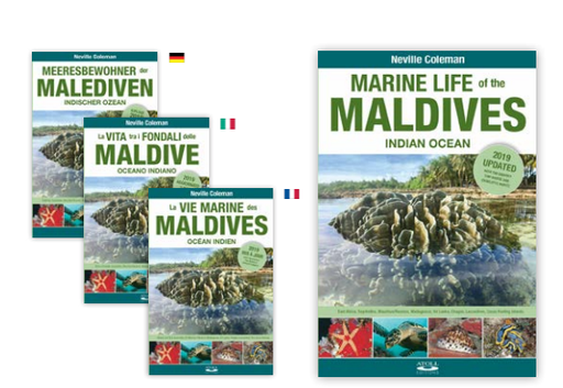 [1100158] Marine Life Of Maldives German 2019 Edition