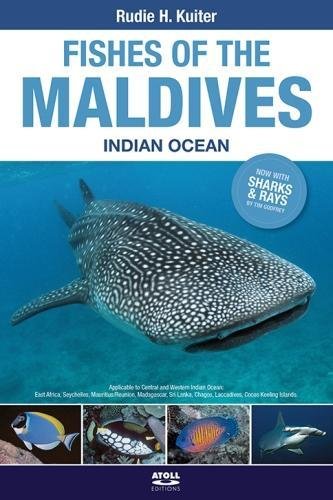 [1100169] Fishes of the Maldives Indian Ocean Soft Cover