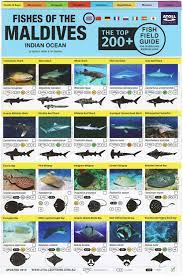 [1100175] Fish Field Guide English